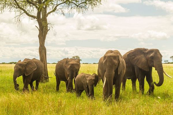 Africa-Tanzania-Tarangire National Park African elephant adults and young